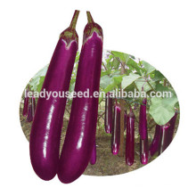 ME18 Fengshou lila Hybrid lange Aubergine Samen zum Pflanzen